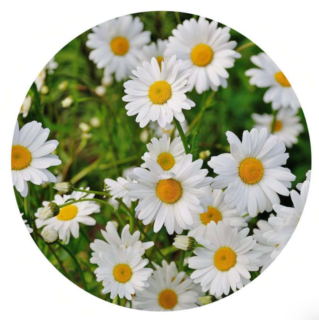 Florales