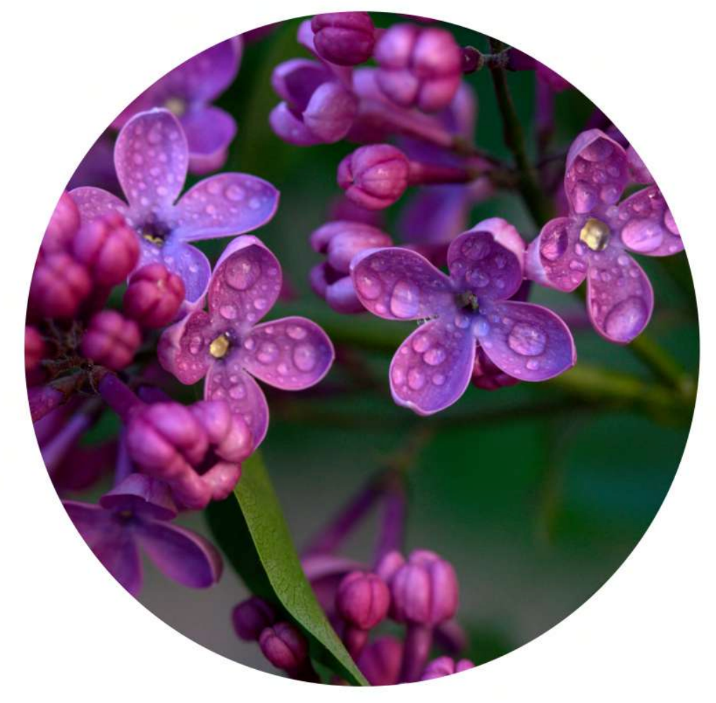 Florales